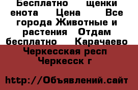 Бесплатно !!! щенки енота!! › Цена ­ 1 - Все города Животные и растения » Отдам бесплатно   . Карачаево-Черкесская респ.,Черкесск г.